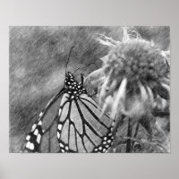 Monarch Butterfly Black Pencil Art 