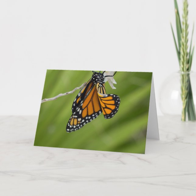 Monarch Butterfly Blank Greeting Card (Front)