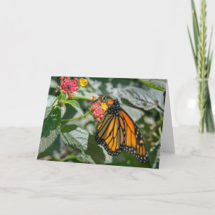 Monarch Butterfly - Blank Note Card