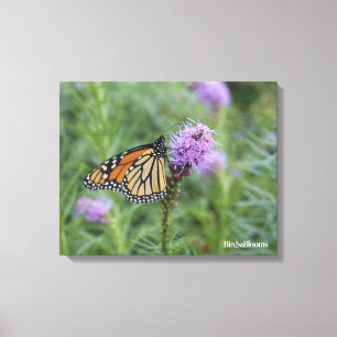 Monarch Butterfly Canvas Print