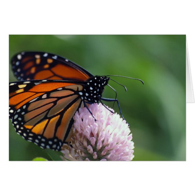 Monarch Butterfly - Cards (Front Horizontal)