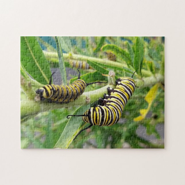 Monarch Butterfly Caterpillar Insect Jigsaw Puzzle (Horizontal)