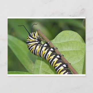 Monarch Butterfly Caterpillar Postcard