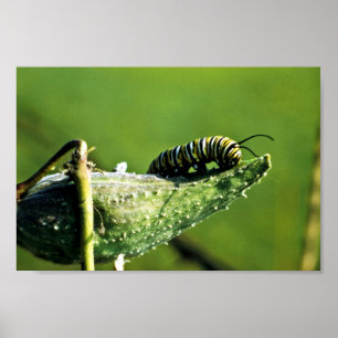 Monarch Butterfly Caterpillar Poster