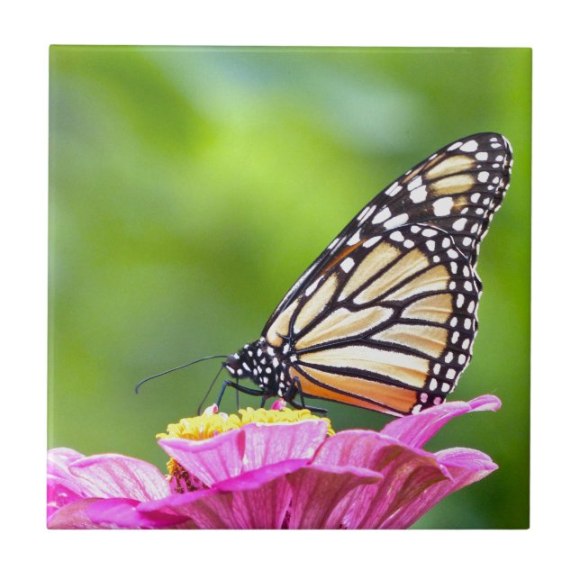 Monarch Butterfly Ceramic Tile (Front)