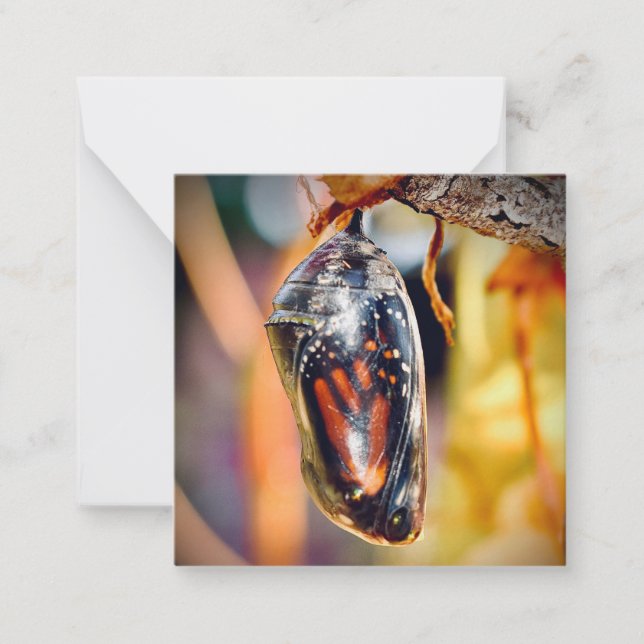  Monarch Butterfly Chrysalis mini notecards (Front)