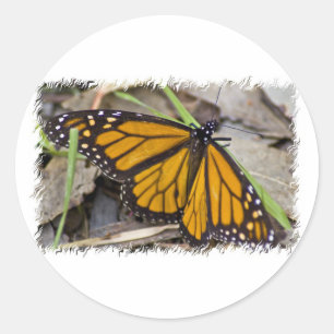 Monarch Butterfly Classic Round Sticker