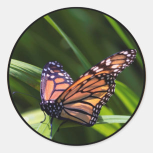 Monarch Butterfly Classic Round Sticker
