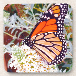 Monarch Butterfly Coaster
