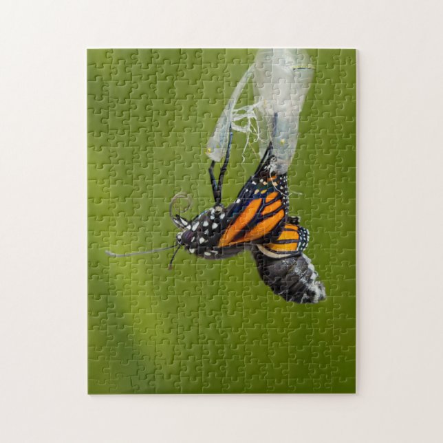 Monarch Butterfly Coming out of Cocoon Puzzle (Vertical)
