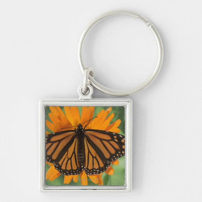 Monarch butterfly (Danaus plexippus) on pot Key Ring (Front)
