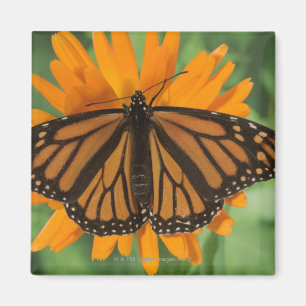 Monarch butterfly (Danaus plexippus) on pot Magnet