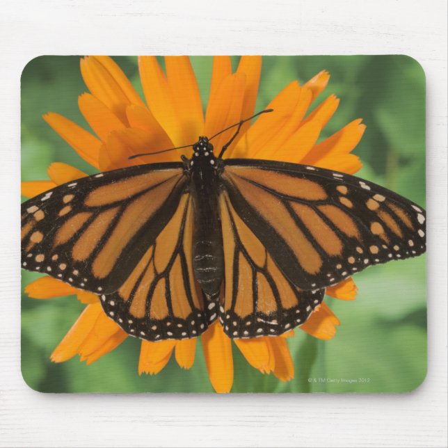 Monarch butterfly (Danaus plexippus) on pot Mouse Pad (Front)