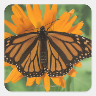 Monarch butterfly (Danaus plexippus) on pot Square Sticker