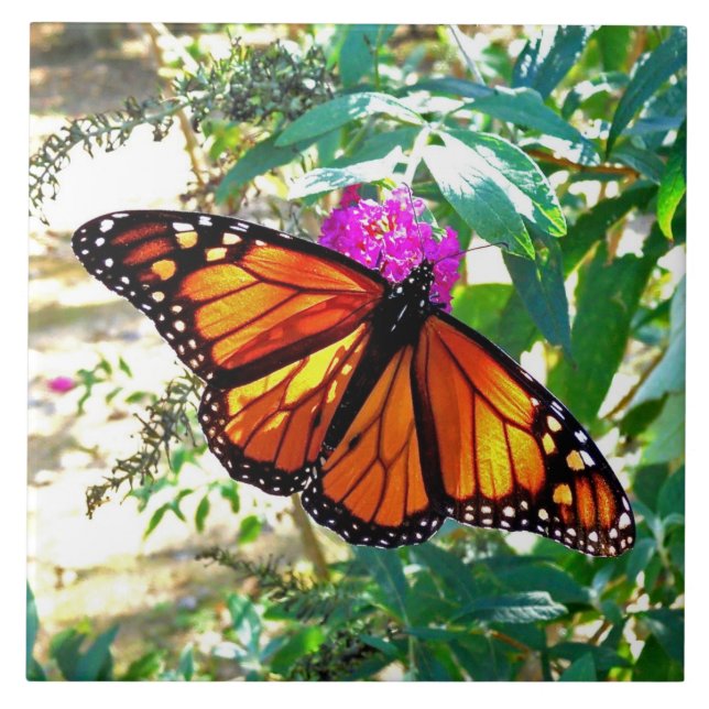 Monarch Butterfly Decorative Ceramic Tile (Front)