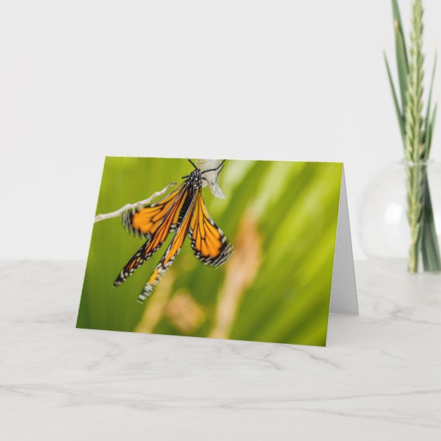 Monarch Butterfly Drying Wings Greeting Card (Front)