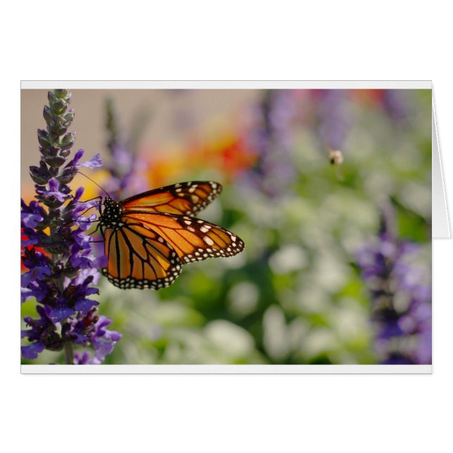 Monarch Butterfly Feeding Blank Card (Front Horizontal)