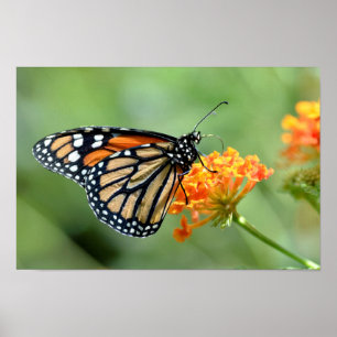 Monarch butterfly feeding on flower poster