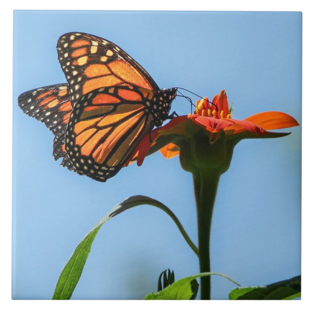 Monarch Butterfly Feeding on Orange Flower Ceramic Tile (Front)