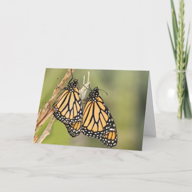 Monarch Butterfly Friends Greeting Cards (Front)