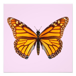Monarch Butterfly Garden Nature Wall Art