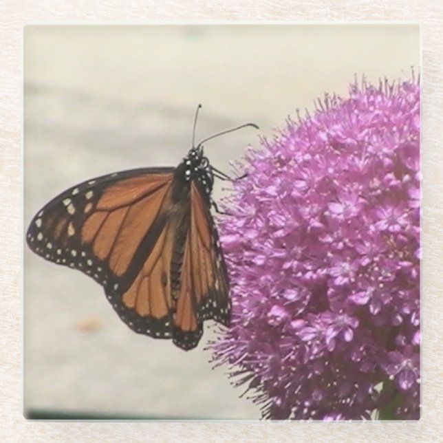 Monarch Butterfly Glass Coaster (Front)