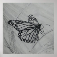 Monarch Butterfly graphite drawing