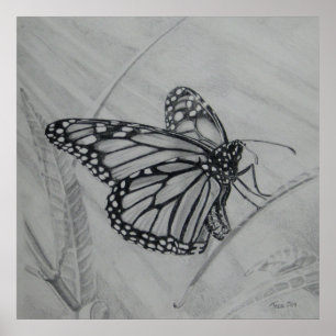 Monarch Butterfly graphite drawing Poster