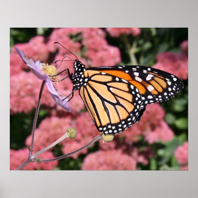Monarch Butterfly I Poster (Front)