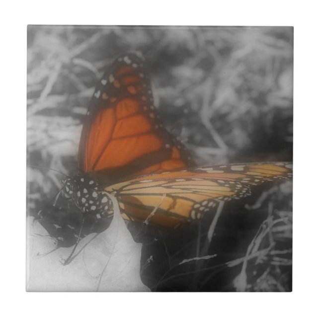 Monarch Butterfly In Black And White Nature Ceramic Tile (Front)