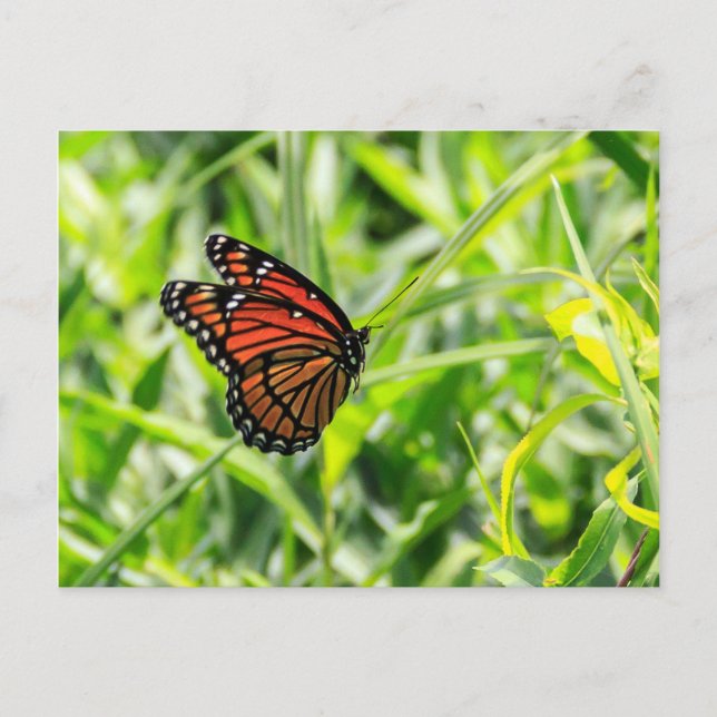 Monarch Butterfly in Flight Postcard (Front)
