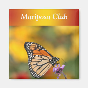 Monarch Butterfly In Search of Pollen Magnet