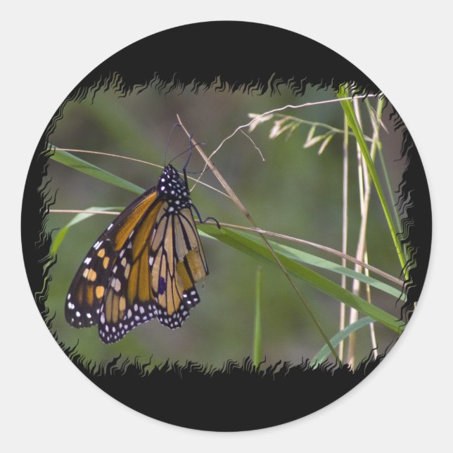 Monarch Butterfly in the Grass Classic Round Sticker (Front)