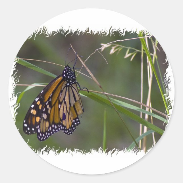 Monarch Butterfly in the Grass Classic Round Sticker (Front)