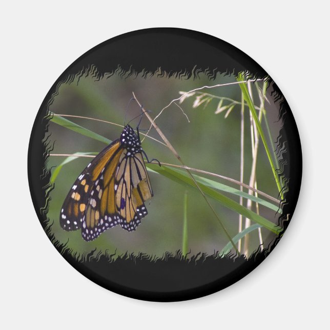 Monarch Butterfly in the Grass Magnet (Front)