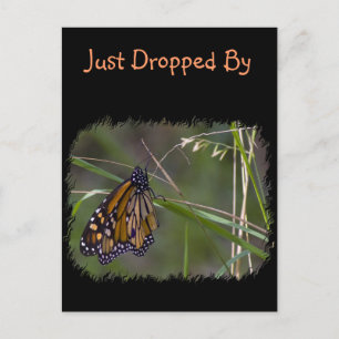 Monarch Butterfly in the Grass Postcard