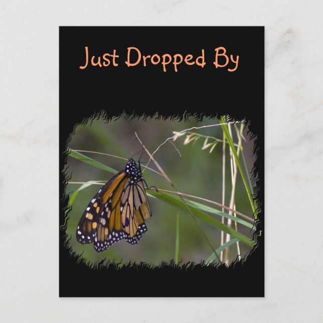 Monarch Butterfly in the Grass Postcard (Front)