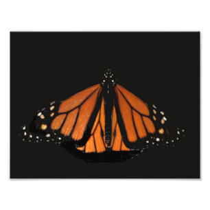 Monarch Butterfly  in the key of Orange Photo Print