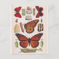 Monarch Butterfly Life Cycle