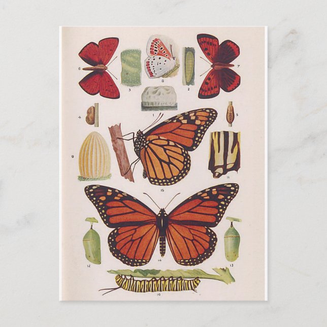 Monarch Butterfly Life Cycle  Postcard (Front)