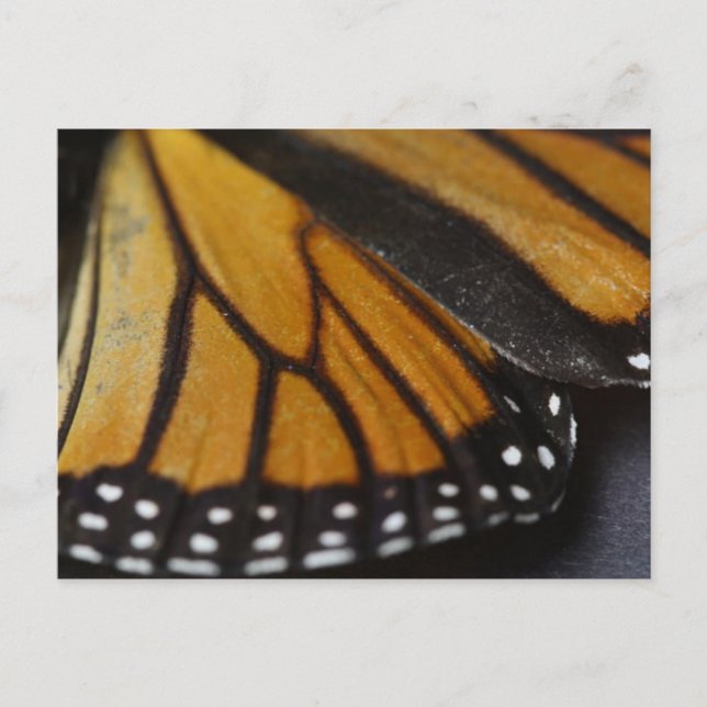 Monarch Butterfly Macro Postcard (Front)