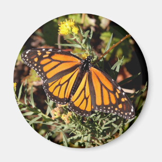 Monarch butterfly magnet