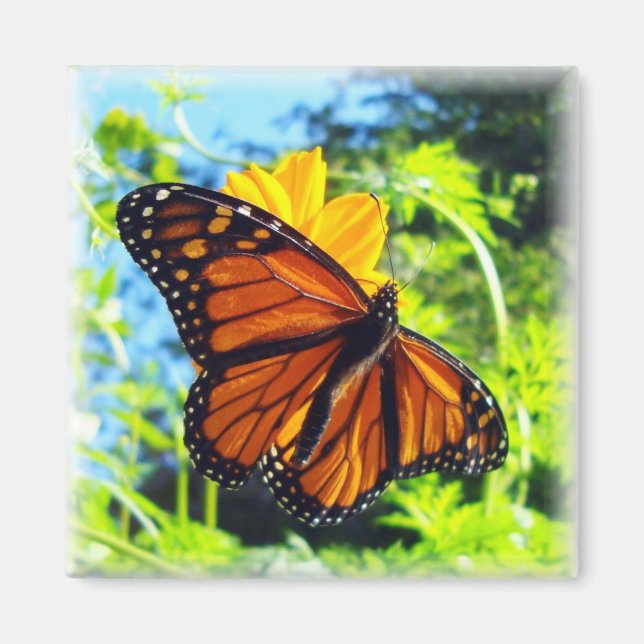 Monarch Butterfly Magnet (Front)