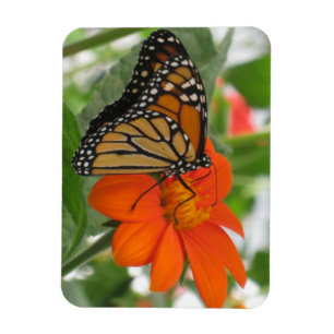 Monarch Butterfly Magnet
