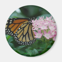 Monarch Butterfly Magnet