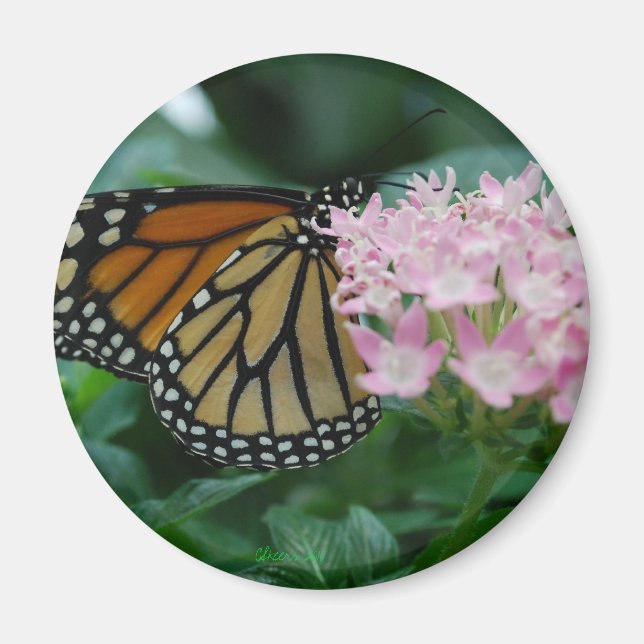 Monarch Butterfly Magnet (Front)