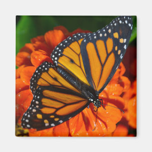 Monarch Butterfly Magnet