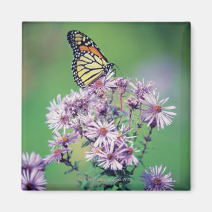 Monarch Butterfly Magnet