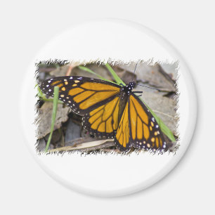 Monarch Butterfly Magnet