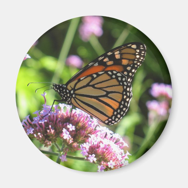 Monarch Butterfly Magnet (Front)